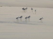 Sandpipers2
